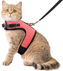 Kattentuigje Met Leiband Riem Kattenharnas Roze Maat S Kat & Kitten – Dieren Kattenriem – Cat Leash – Halsomvang 15 Tot 20cm – Borstomvang 25 Tot 30cm – Zootic®